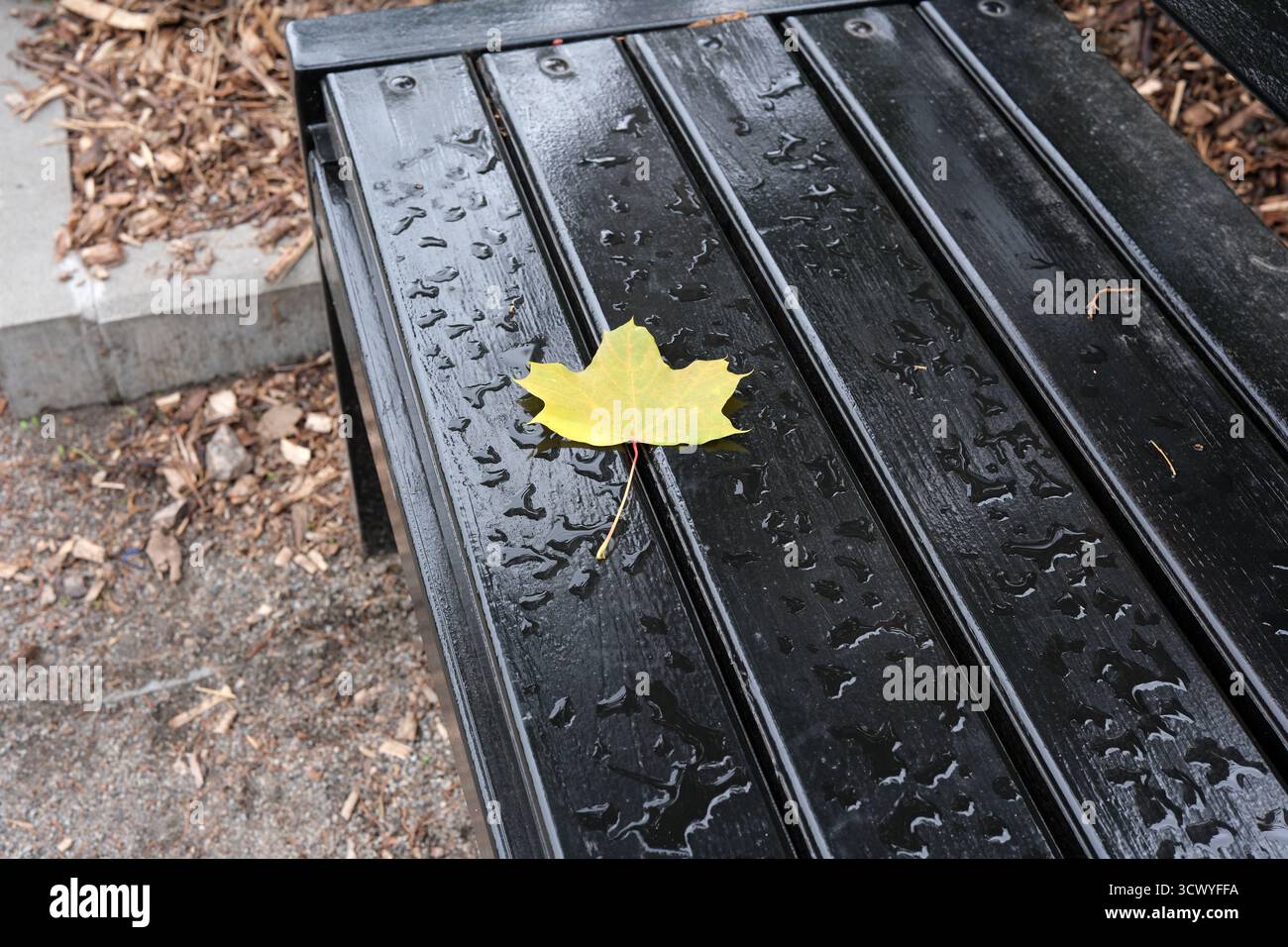 Una foglia gialla luminosa siede da sola su una panchina nera lucida in un parco tranquillo. Foto Stock