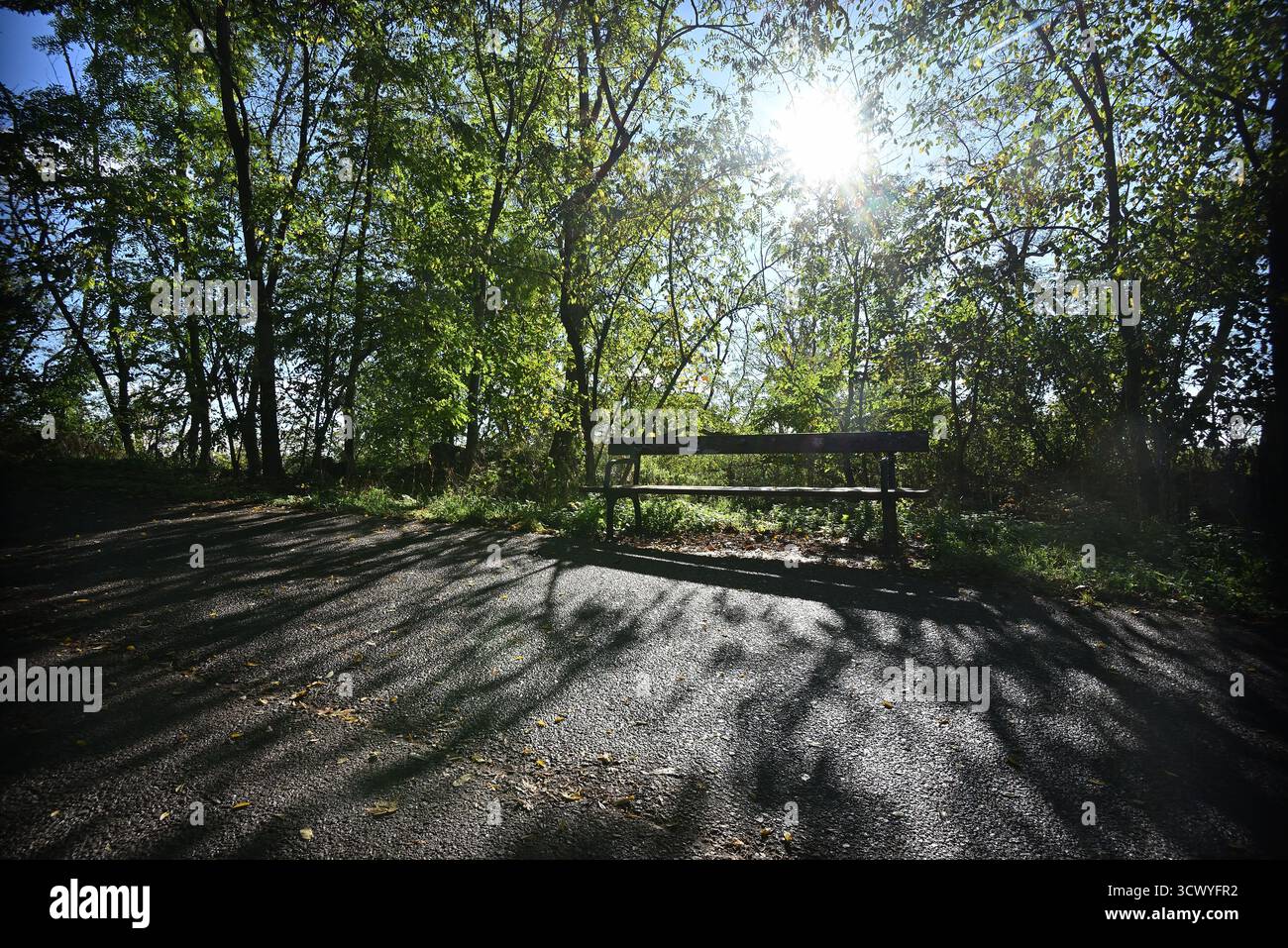 Una panchina di legno vuota fortemente retroilluminata dal basso sole autunnale, che getta lunghe e drammatiche ombre su un sentiero ai margini di un bosco. Foto Stock