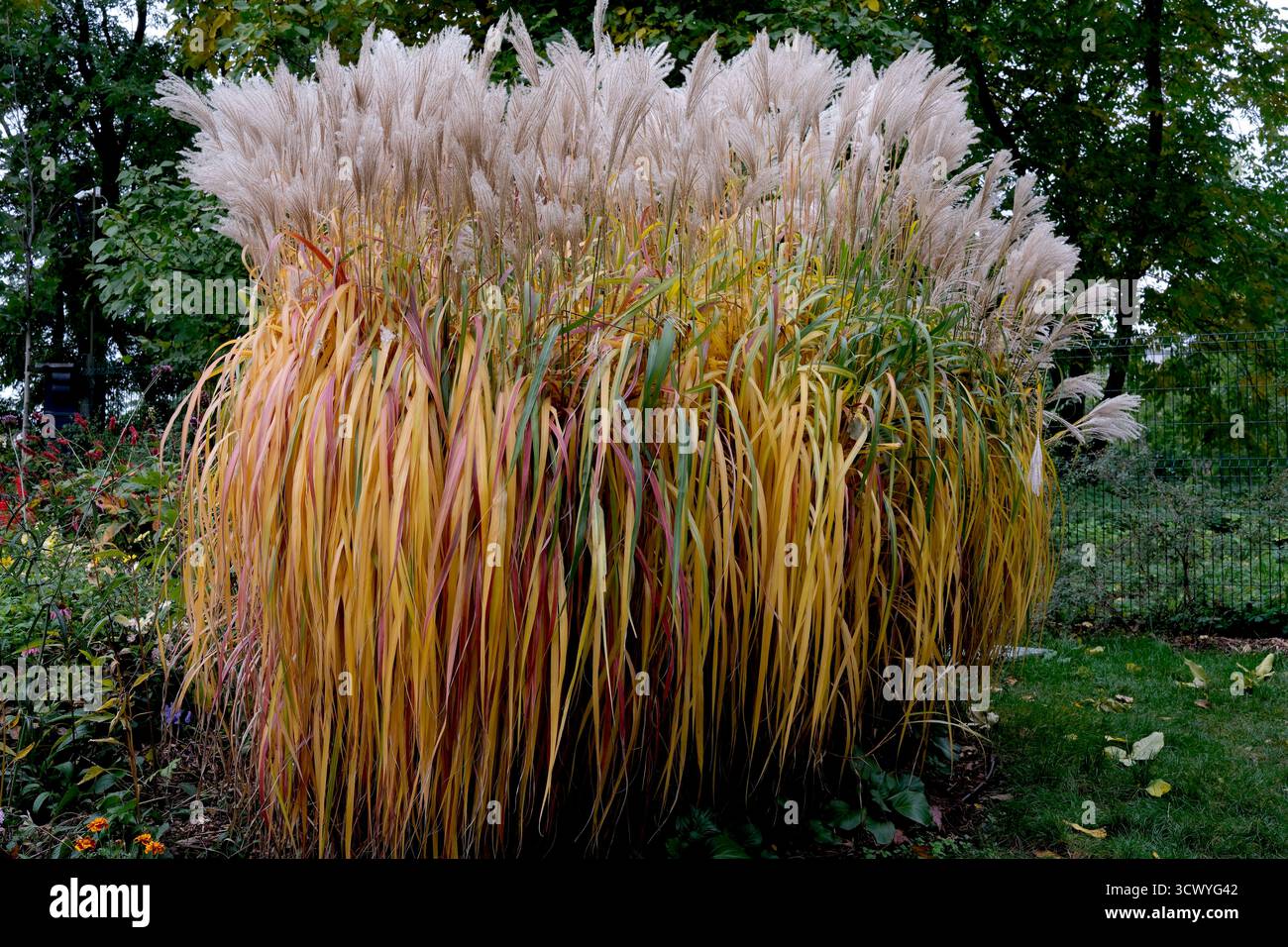 L'erba di Pampas sfoggia colori vivaci in un giardino tranquillo, catturando la bellezza dell'autunno. Foto Stock