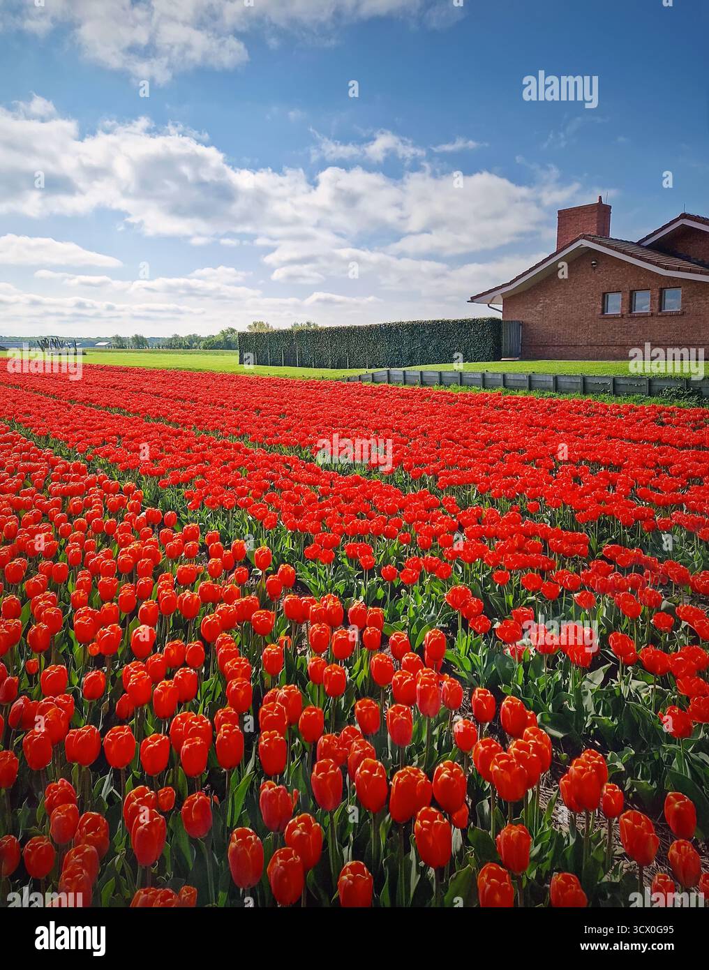 Un campo vibrante di tulipani rossi si estende verso l'orizzonte. Sorprendente contrasto della vasta e colorata terra floreale in Olanda Foto Stock
