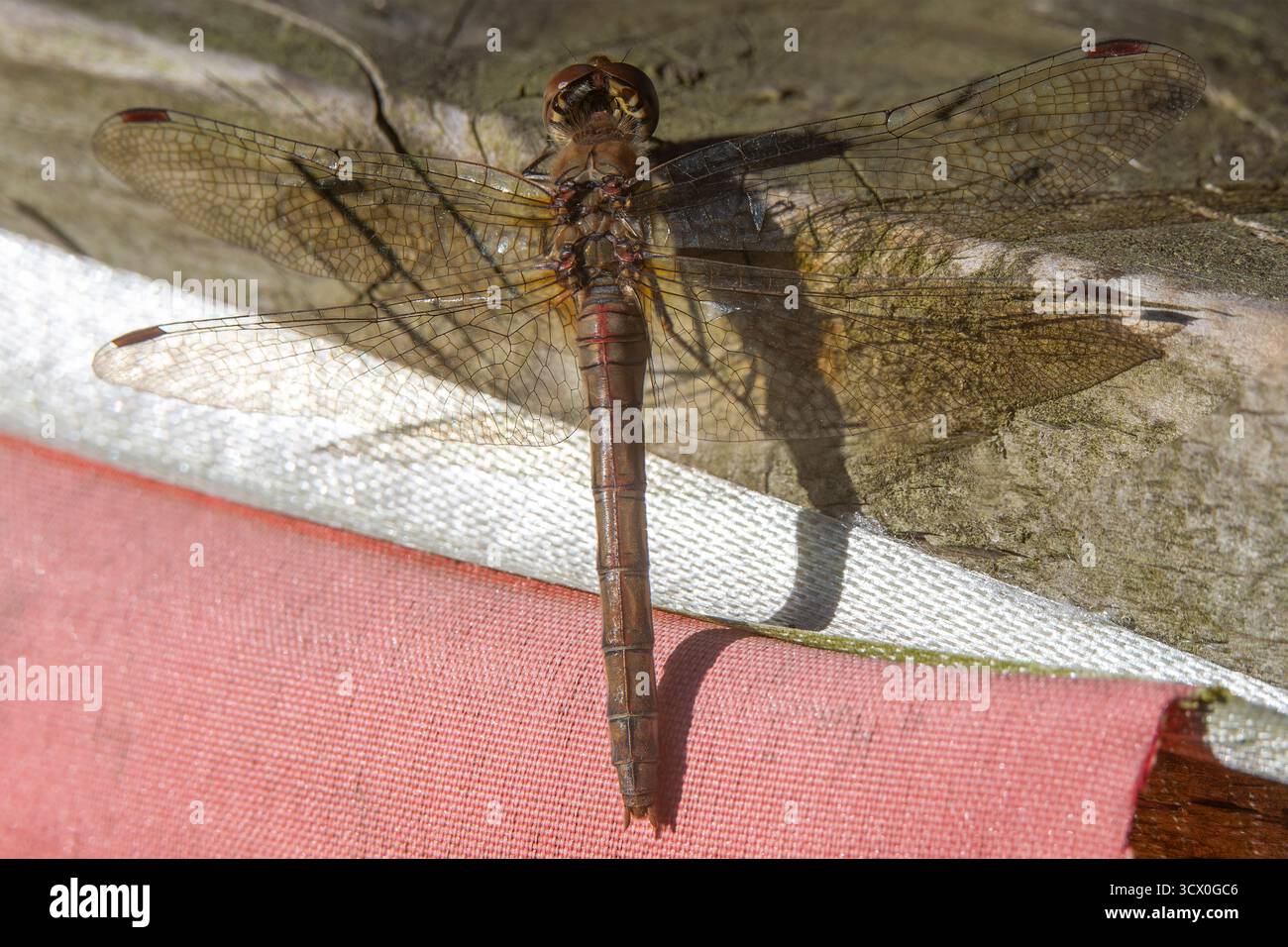 Comune di libellula Darter Foto Stock