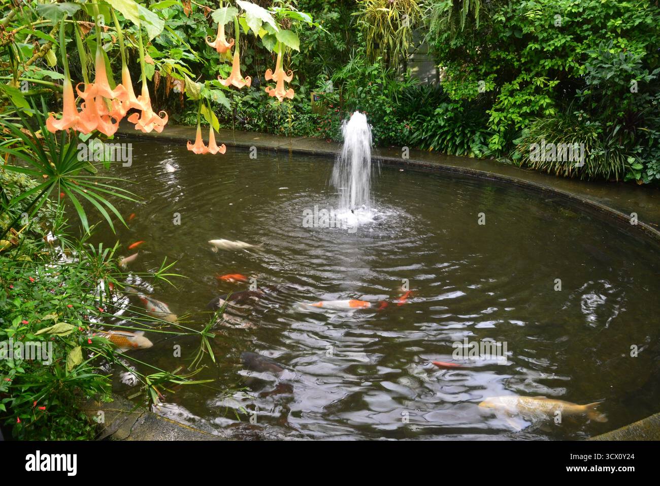 Fontana Per Laghetto Con Pesci Immagini E Fotografie Stock Ad Alta Risoluzione - Foto 8