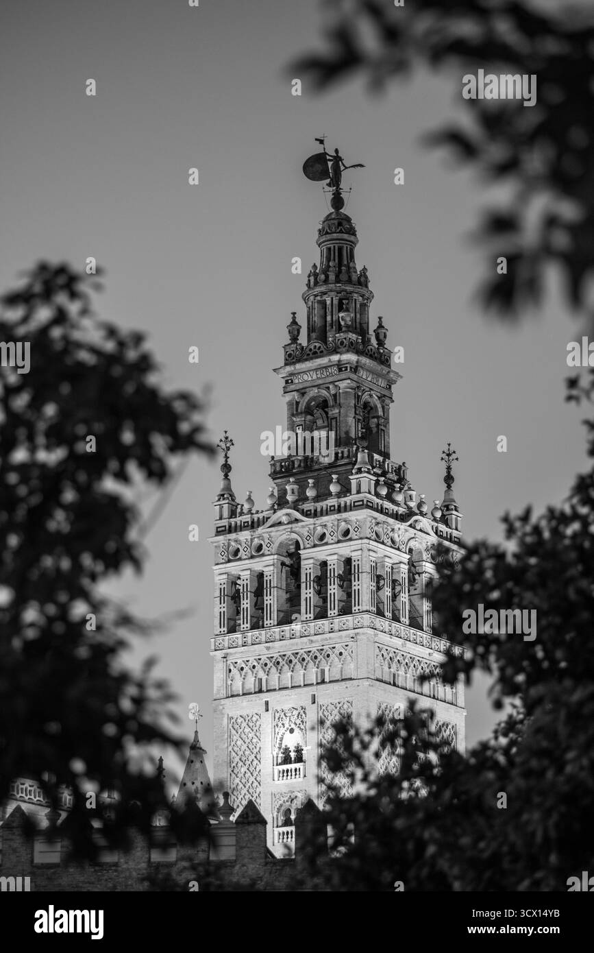 Una vista della Giralda, il campanile della Cattedrale di Siviglia, di notte attraverso gli alberi vicini in bianco e nero. Spagna meridionale. Foto Stock Una vista della Giralda, il campanile della Cattedrale di Siviglia, di notte attraverso gli alberi vicini in bianco e nero. Spagna meridionale. Foto Stock