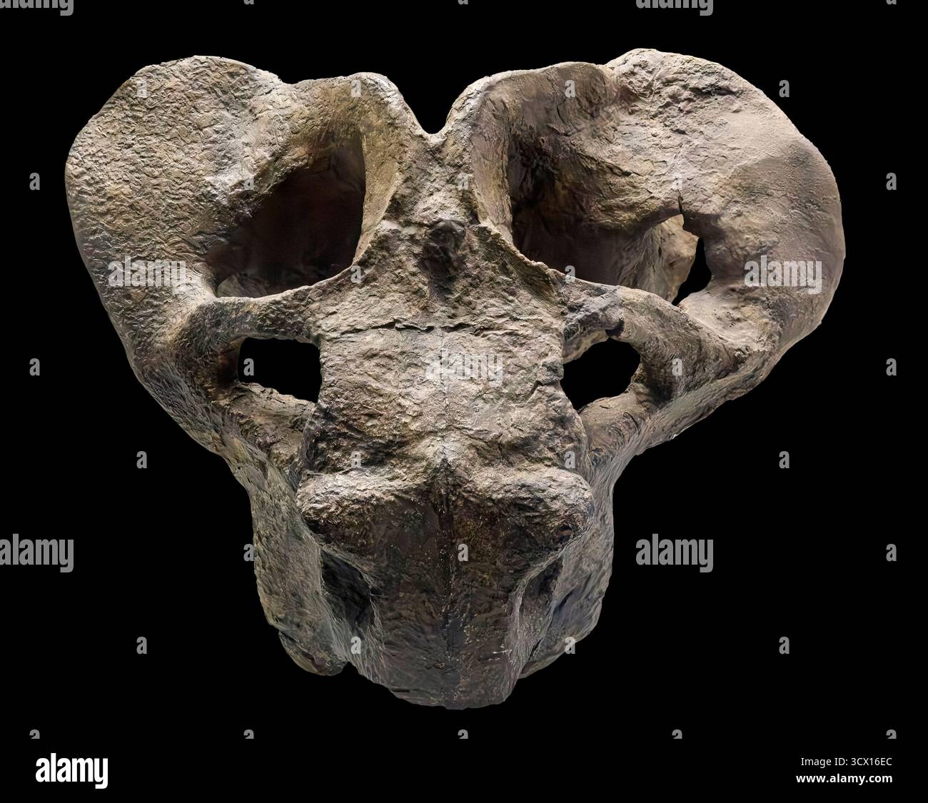 Dicynodont (Aulacephalodon sp.), fusione di fossili originali, periodo Permiano (252 milioni di anni fa), gruppo Karoo, Sudafrica Foto Stock