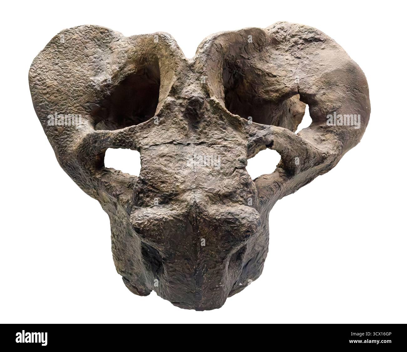 Dicynodont (Aulacephalodon sp.), fusione di fossili originali, periodo Permiano (252 milioni di anni fa), gruppo Karoo, Sudafrica Foto Stock
