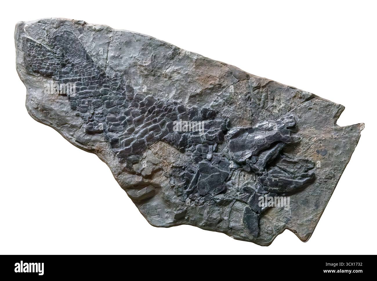 Lungfish (Uranolophus wyomingensis), fusione di fossili originali, periodo Devoniano (419–359 milioni di anni fa), Stati Uniti. Foto Stock
