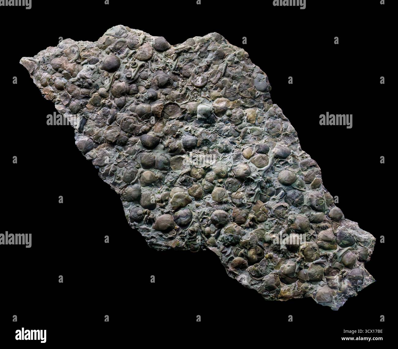 Rafinesquina alternata, brachiopode fossile slab, tardo periodo Ordoviciano (445–443 milioni di anni fa), formazione Waynesville, Adams County, Ohio, Stati Uniti. Foto Stock