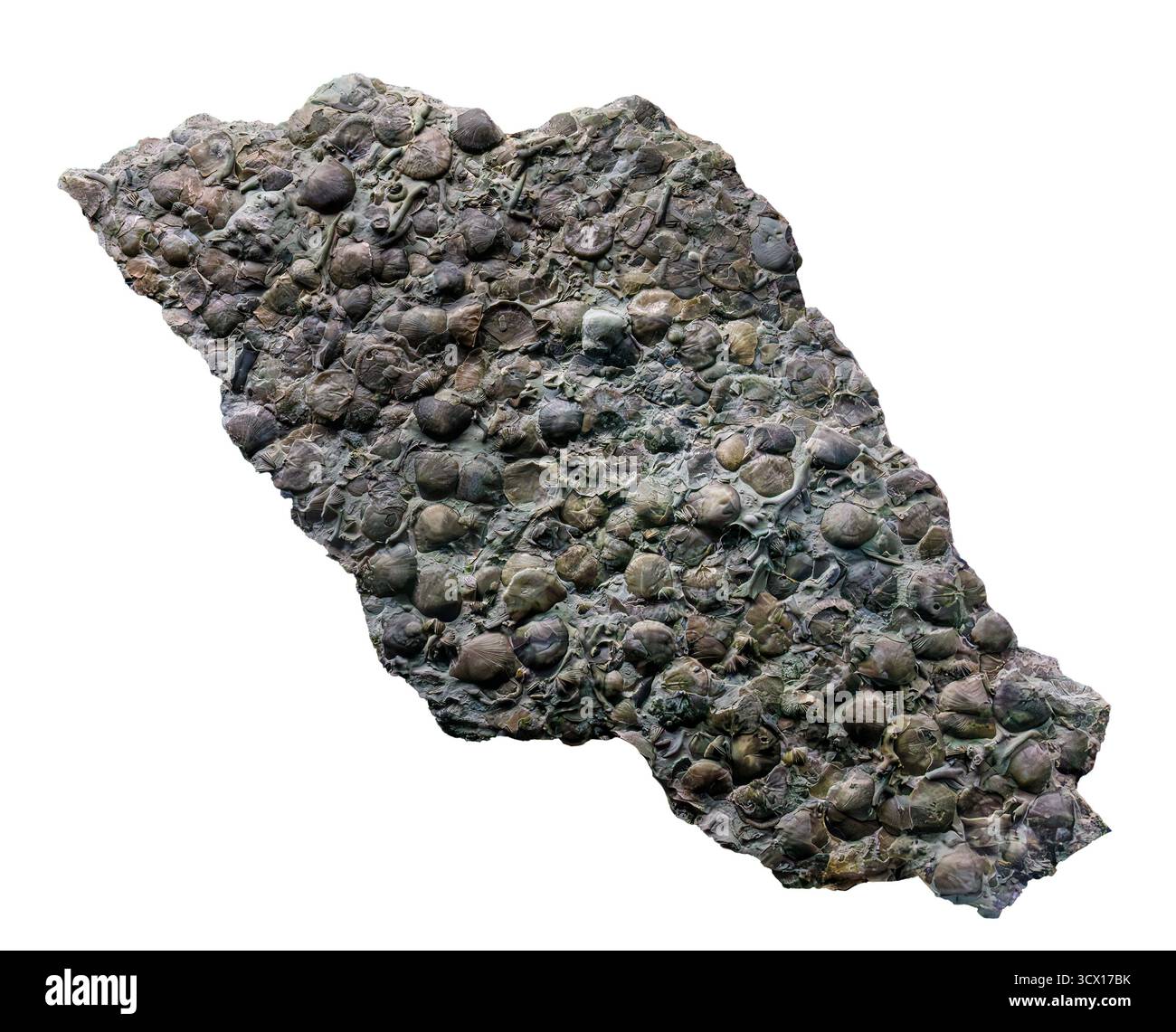Rafinesquina alternata, brachiopode fossile slab, tardo periodo Ordoviciano (445–443 milioni di anni fa), formazione Waynesville, Adams County, Ohio, Stati Uniti. Foto Stock