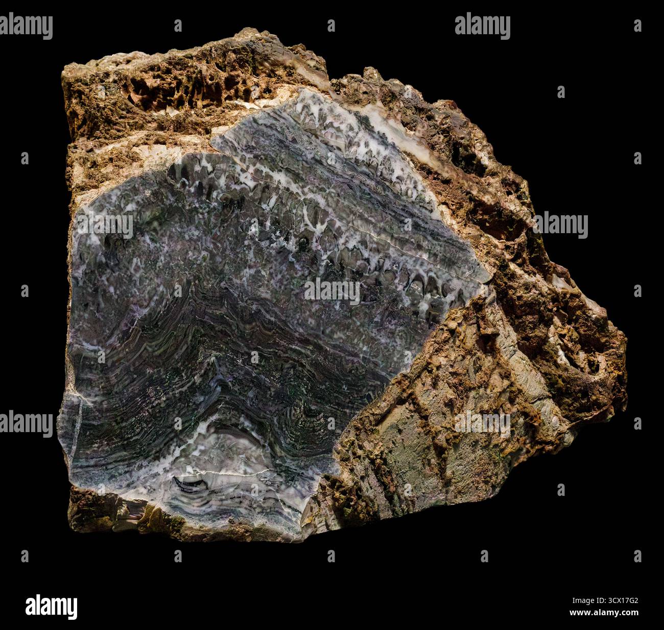 Stromatolite (vita oceanica fossilizzata), 1,45 miliardi di anni, Proterozoico Eon, Carbon County, Wyoming, Stati Uniti. Foto Stock