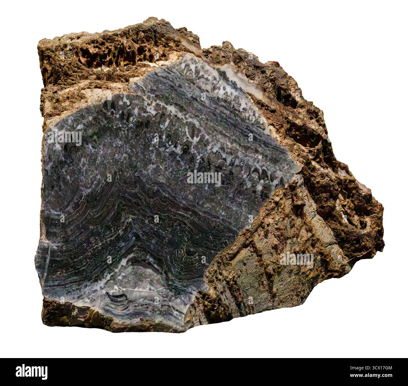 Stromatolite (vita oceanica fossilizzata), 1,45 miliardi di anni, Proterozoico Eon, Carbon County, Wyoming, Stati Uniti. Foto Stock