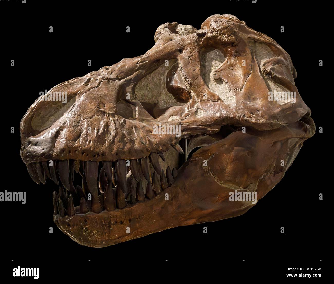 Cranio di Tyrannosaurus rex (T. rex), periodo del Cretaceo superiore (68–66 milioni di anni fa), esemplare fossile Foto Stock