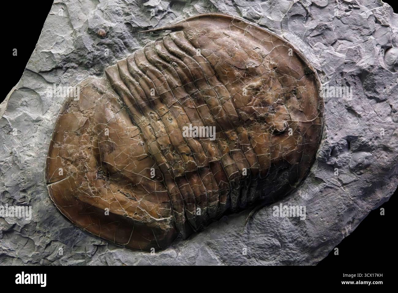Trilobite (Isotelus maximus), tardo periodo Ordoviciano (445 milioni di anni fa), formazione Waynesville, Adams County, Ohio, USA Foto Stock
