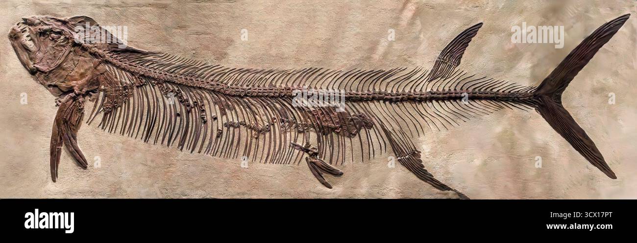 Pesci predatori (Xiphactinus audax), periodo Cretaceo superiore (85–66 milioni di anni fa), formazione Niobrara (Smoky Hill Chalk), Gove County, Kansas, USA Foto Stock