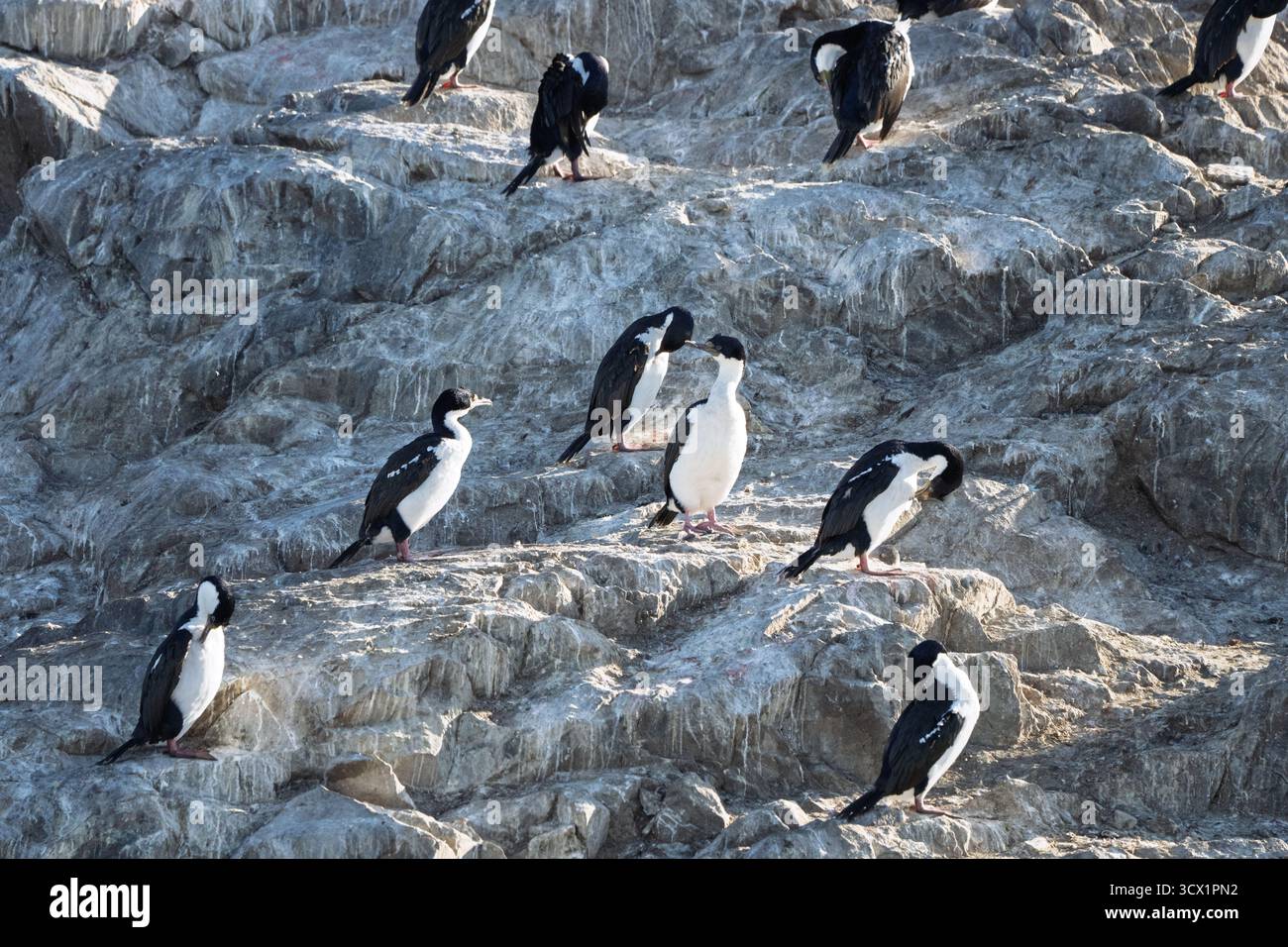 Cormorani imperiali (Leucocarbo atriceps) nelle acque della Patagonia argentina Foto Stock