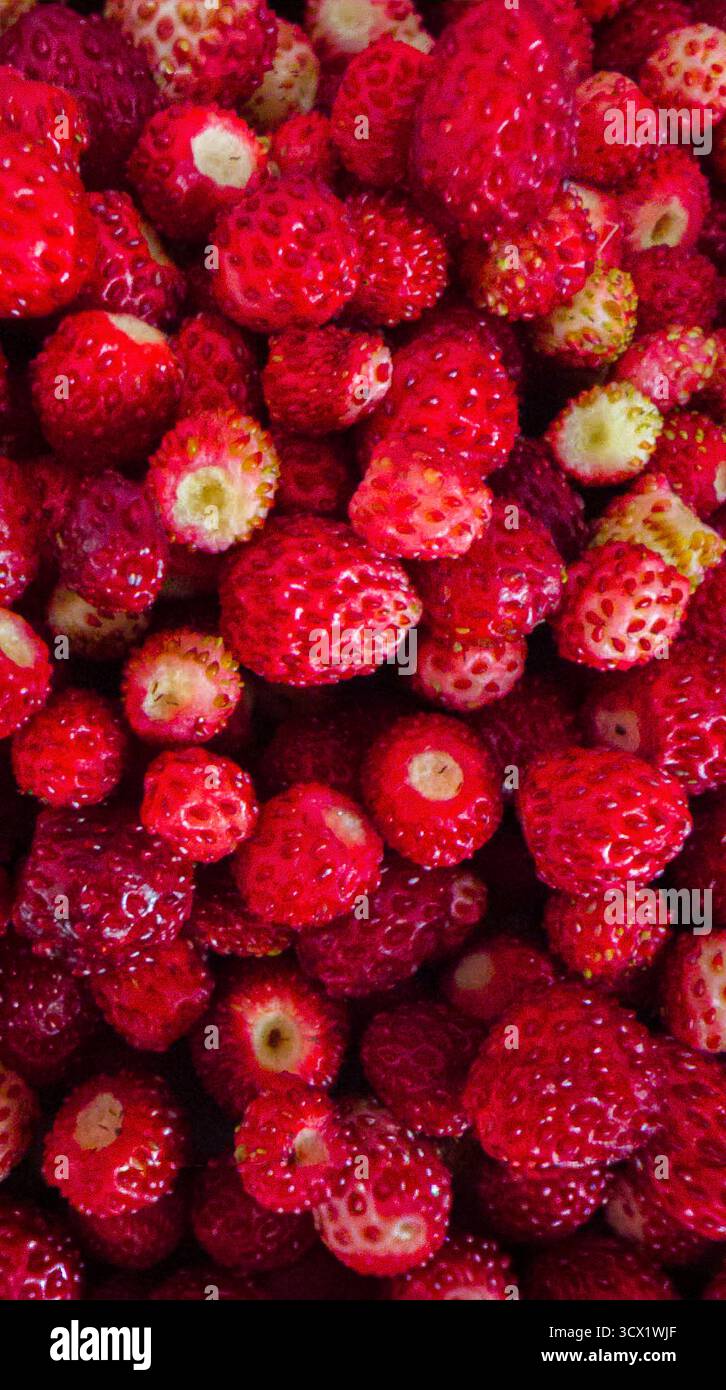 Primo piano di fragole fresche di colore rosso vivo e consistenza naturale, fondo biologico di frutta estiva. Foto Stock