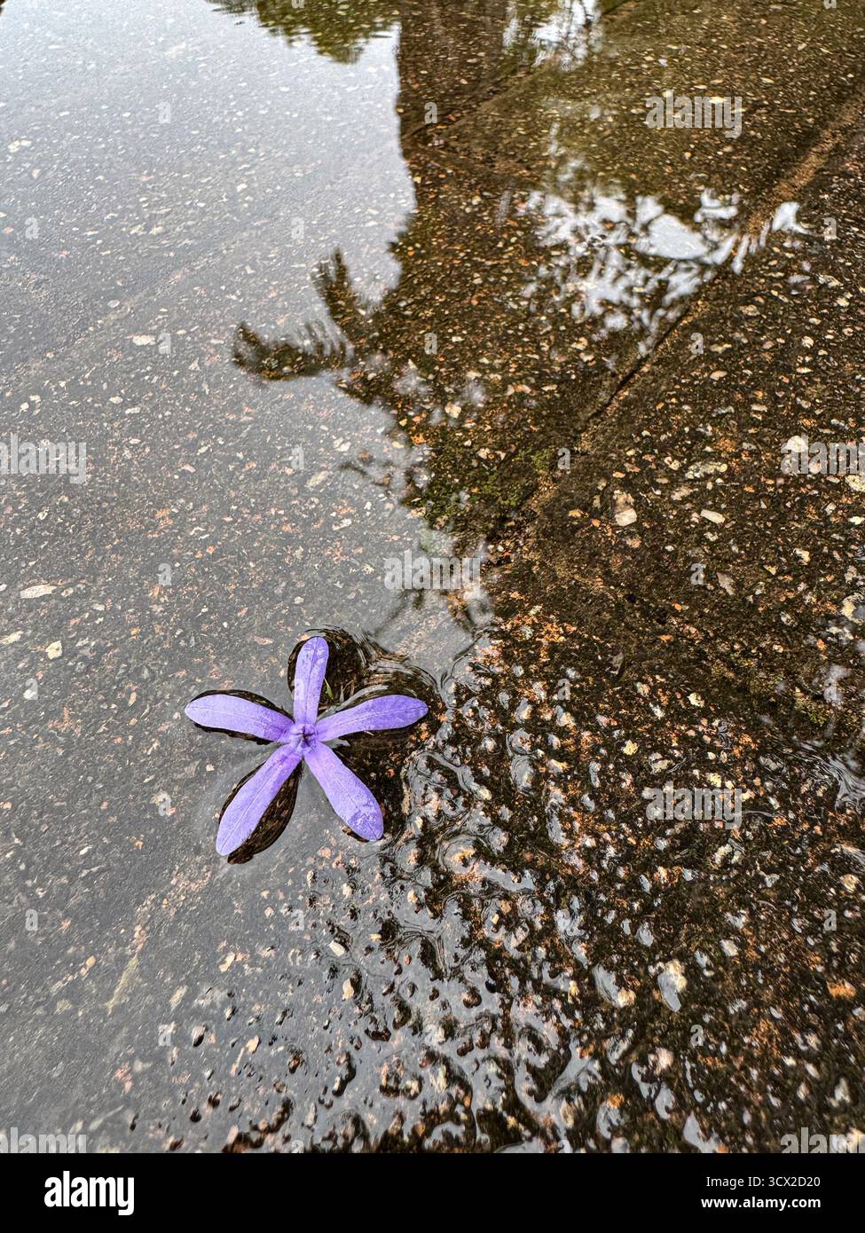 Un fiore viola steso in acqua sui mattoni dopo la pioggia - Immagine stock catturata con smartphone