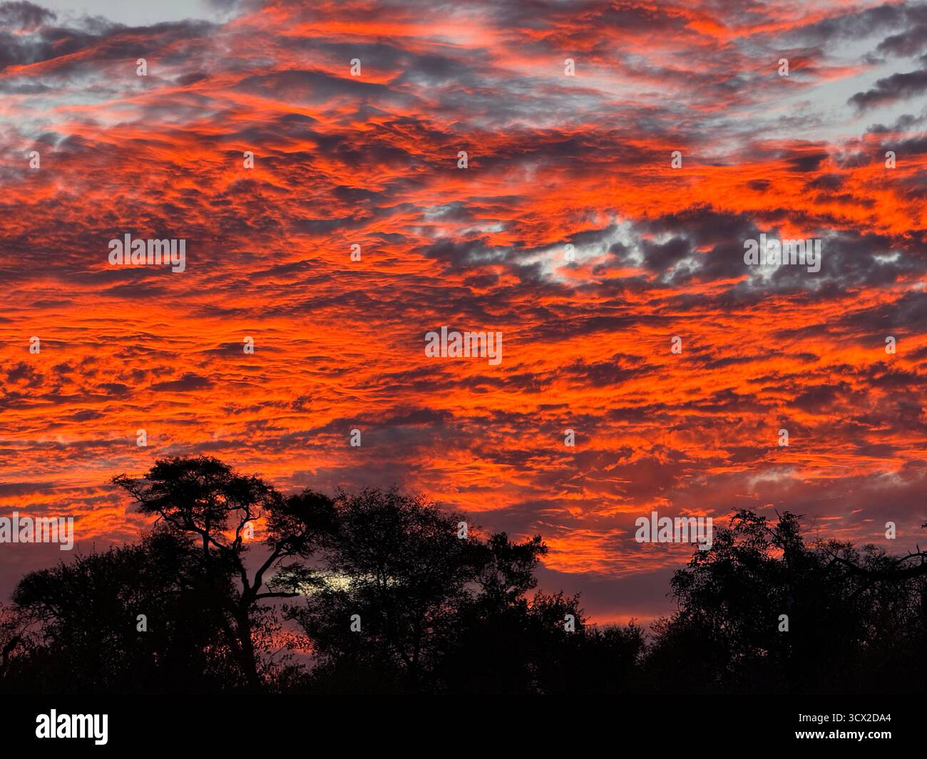 Paesaggio di un tramonto mozzafiato nel Parco Nazionale Greater Kruger - Immagine stock catturata con smartphone