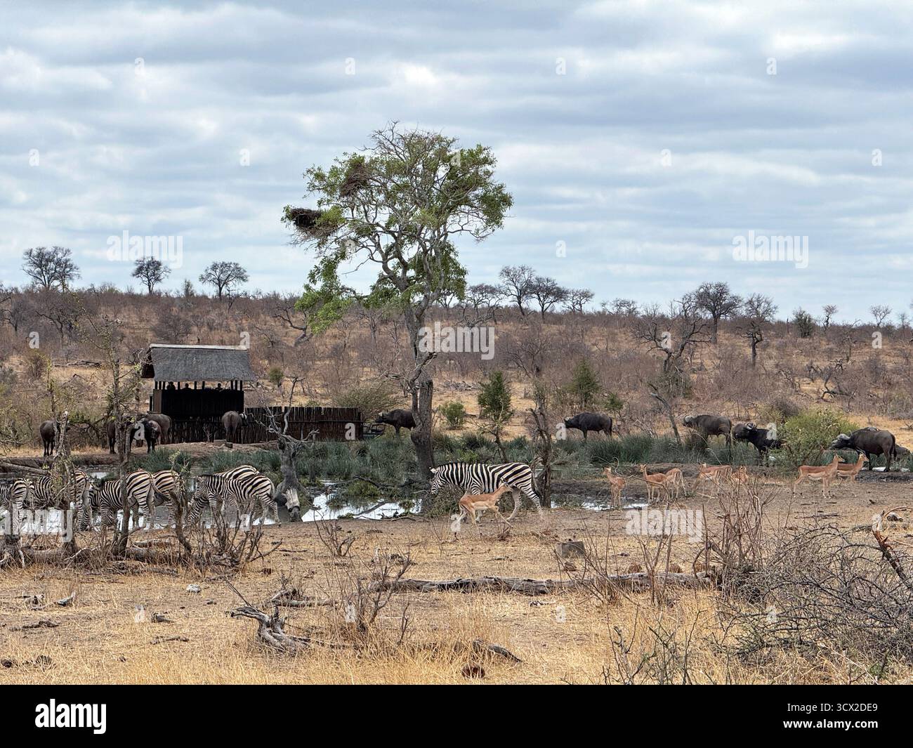 Persone che osservano gli animali in un pozzo d'acqua da un nascondiglio nel Parco Nazionale Greater Kruger - Immagine stock catturata con smartphone