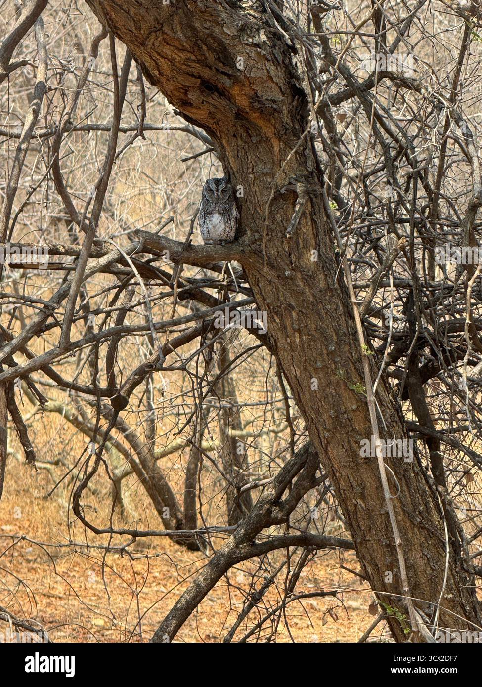 Un gufo africano dorme in una spina di pomello durante il giorno - Immagine stock catturata con smartphone
