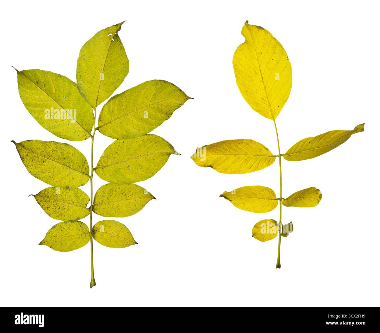 Foglie di noce gialle isolate su sfondo bianco - composizione botanica autunnale Foto Stock