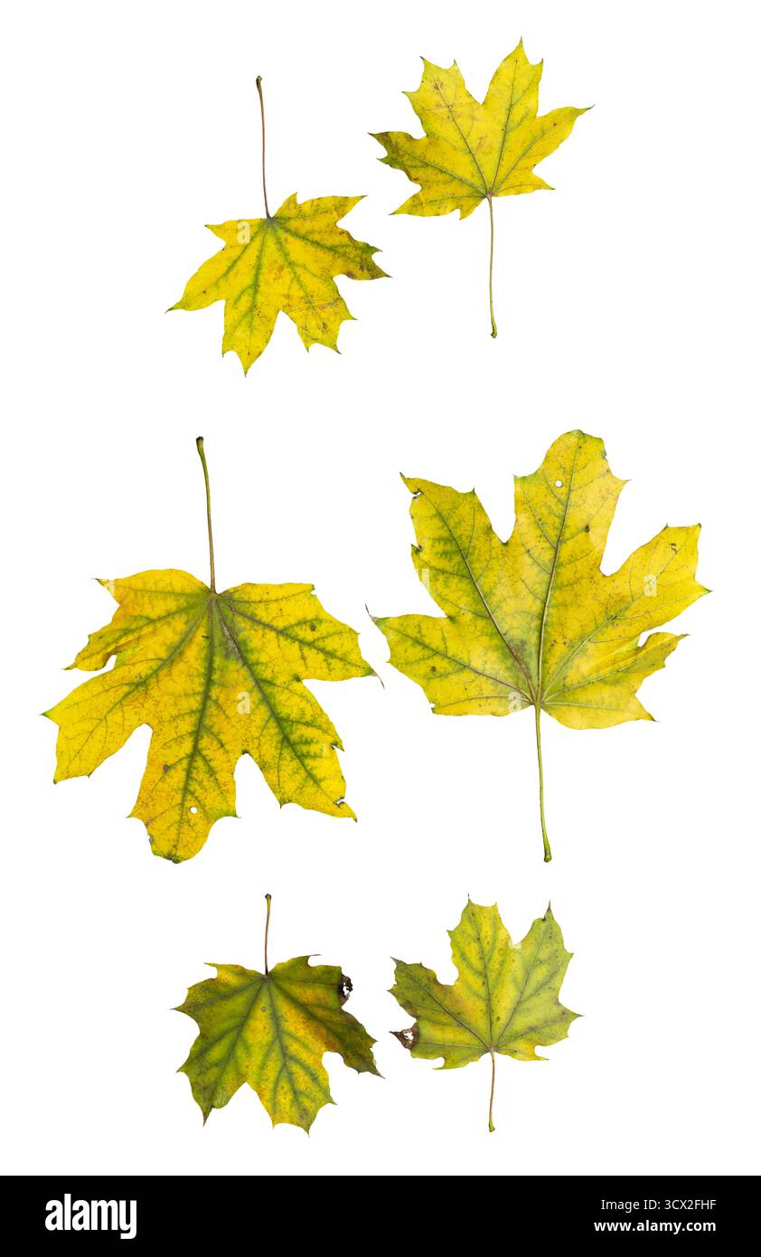 Foglie d'acero isolate su sfondo bianco: Collezione autunnale di foglie gialle e verdi Foto Stock