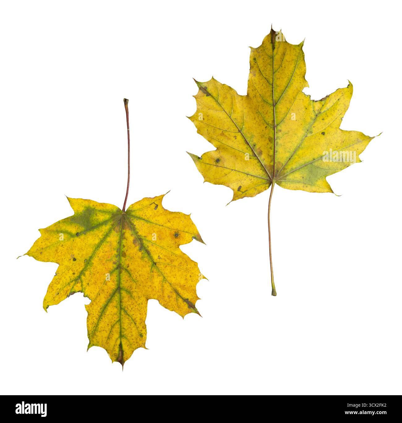 Foglie d'acero isolate su sfondo bianco: Collezione autunnale di foglie gialle e verdi Foto Stock