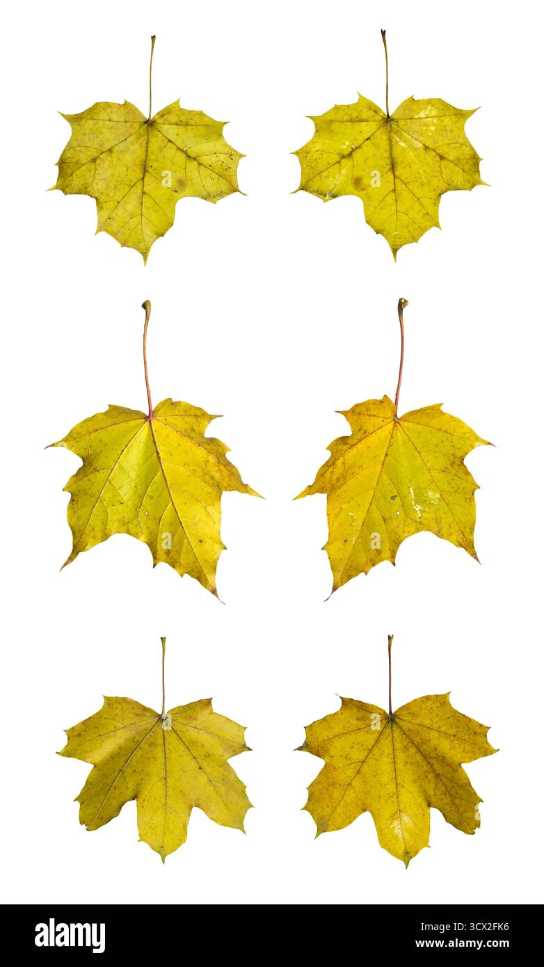 Foglie d'acero isolate su sfondo bianco: Collezione autunnale di foglie gialle e verdi Foto Stock