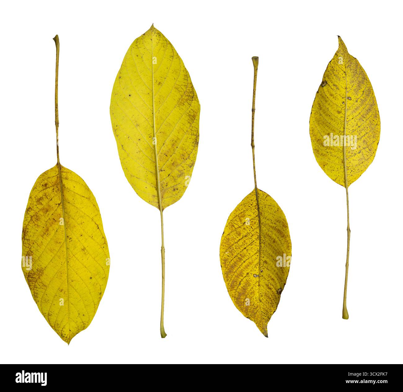 Foglie di noce gialle isolate su sfondo bianco - composizione botanica autunnale Foto Stock