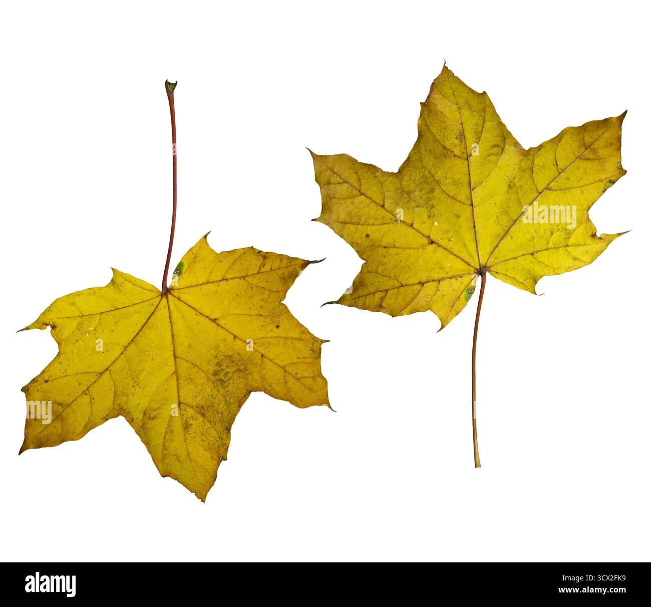 Foglie d'acero isolate su sfondo bianco: Collezione autunnale di foglie gialle e verdi Foto Stock