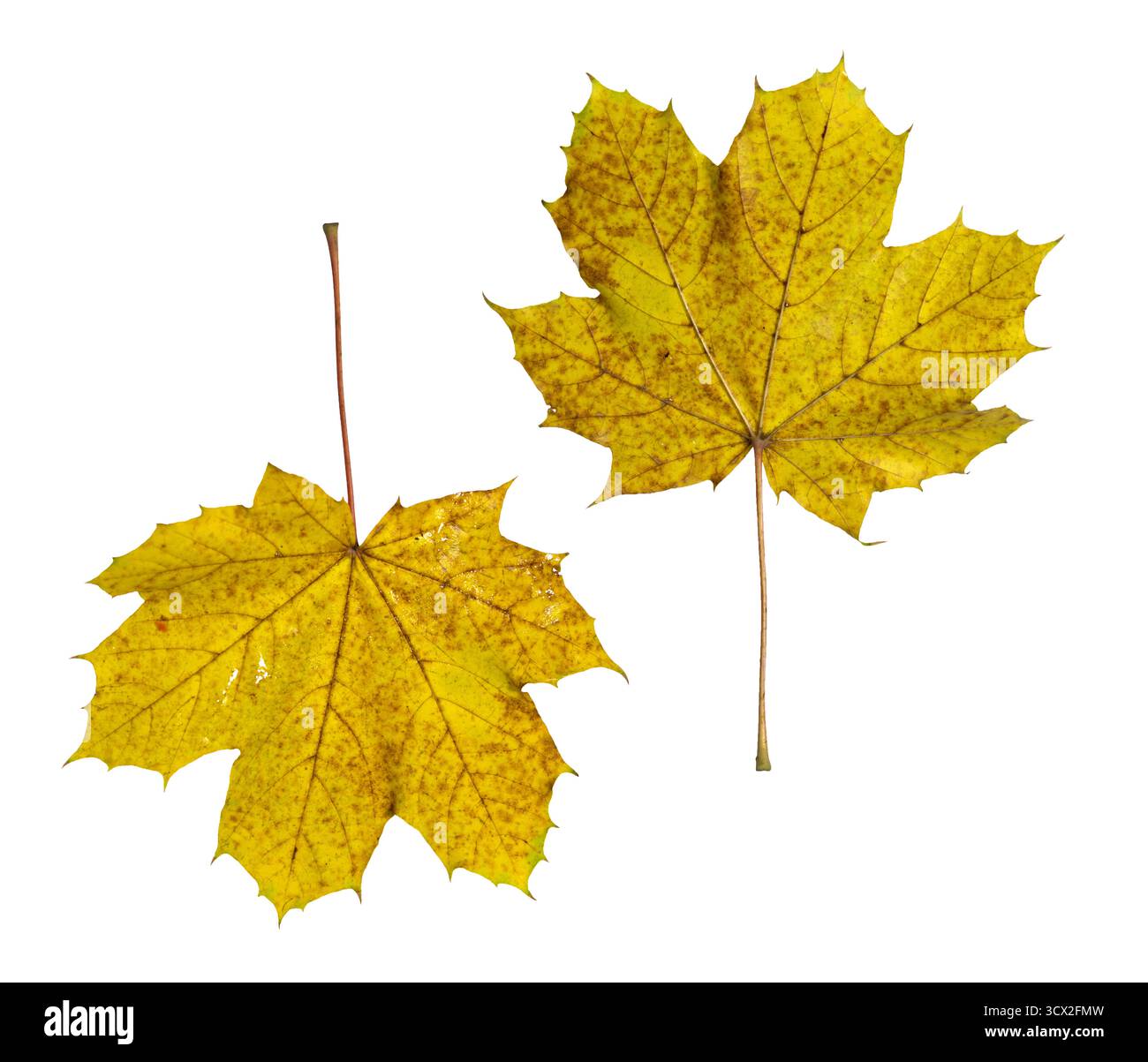 Foglie d'acero isolate su sfondo bianco: Collezione autunnale di foglie gialle e verdi Foto Stock