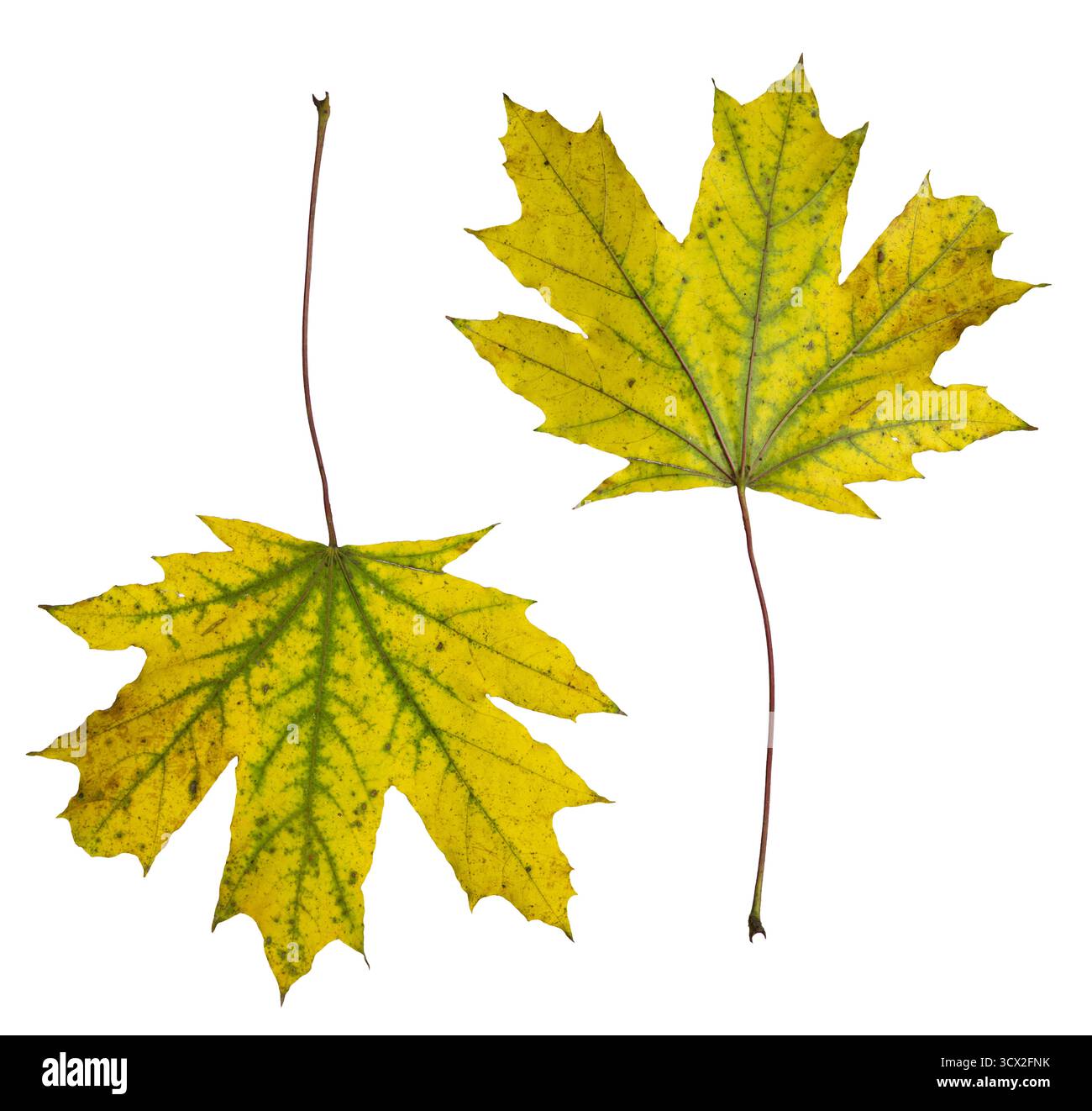 Foglie d'acero isolate su sfondo bianco: Collezione autunnale di foglie gialle e verdi Foto Stock