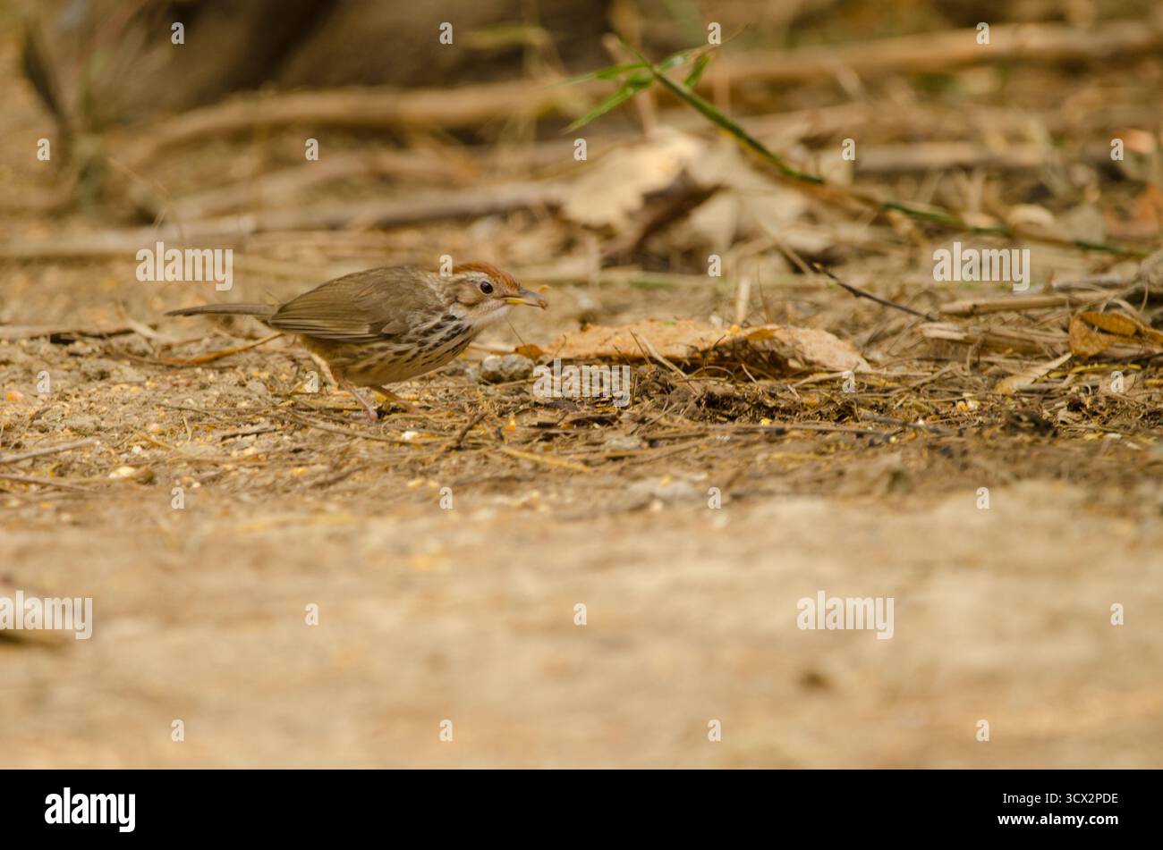 Puff-throating Babbler Pellorneum ruficeps. Parco nazionale Cat Tien. Vietnam. Foto Stock