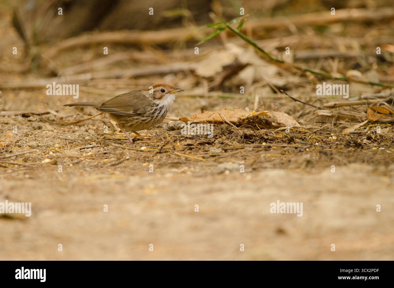 Puff-throating Babbler Pellorneum ruficeps. Parco nazionale Cat Tien. Vietnam. Foto Stock