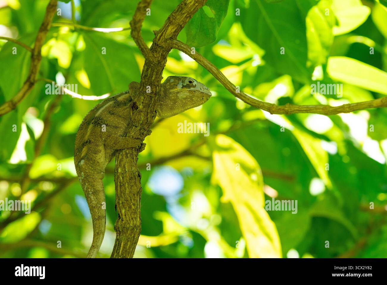 Il camaleonte di Parson (Calumma parsonii) si aggrappa a un ramo nella foresta pluviale del Madagascar, rivelando macchie di pelle appena sparita Foto Stock