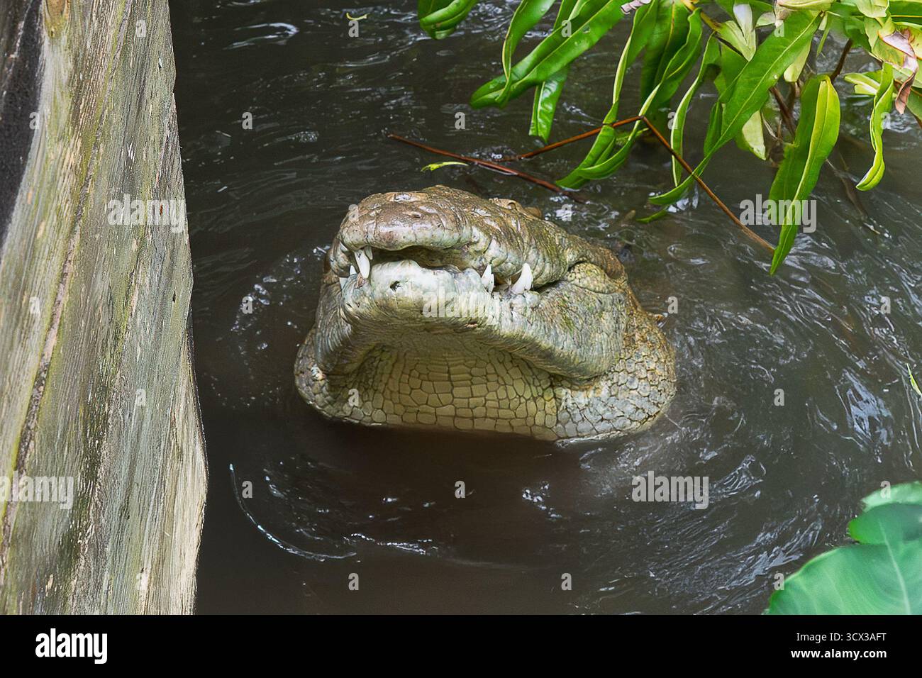 Un enorme vecchio coccodrillo americano emerge dall'acqua, con la sua testa intemprata che mostra enormi denti frastagliati accanto a lacune di quelli mancanti, un testamento Foto Stock