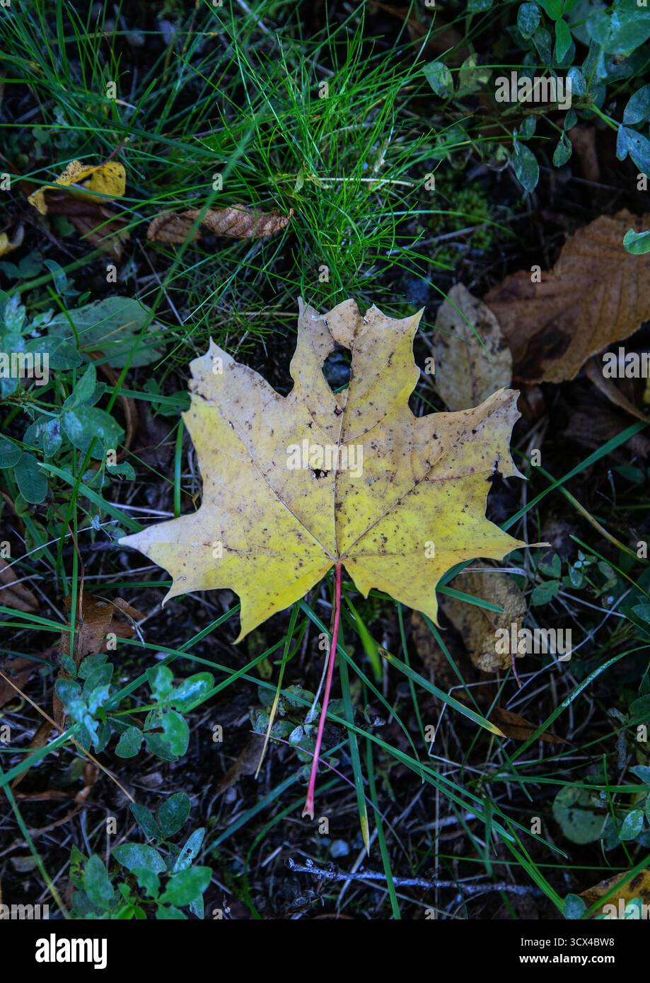 Una foglia d'acero solitaria sul terreno nella foresta in svezia Foto Stock