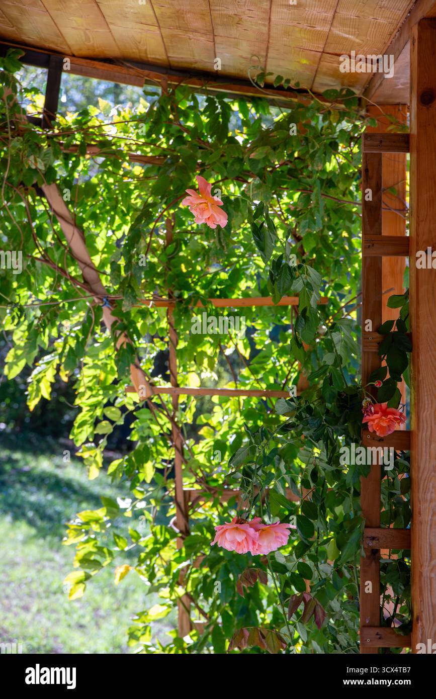 Pergolato in legno ricoperto da lussureggianti vigne verdi e rose rosa in fiore, bagnato dalla luce del sole, che getta ombra naturale e crea un tranquillo angolo giardino Foto Stock