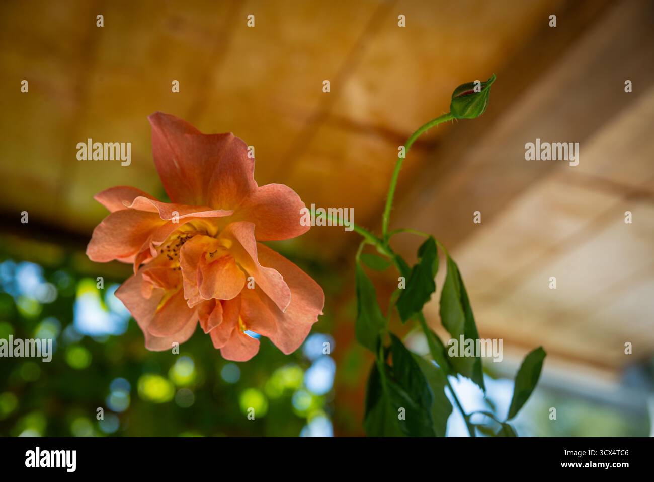 Pergolato in legno ricoperto da lussureggianti vigne verdi e rose rosa in fiore, bagnato dalla luce del sole, che getta ombra naturale e crea un tranquillo angolo giardino Foto Stock
