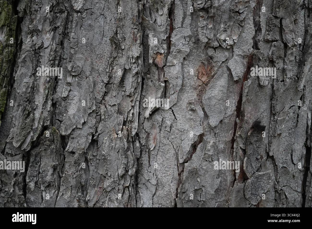 Corteccia di un albero nella foresta. Primo piano. Foto Stock
