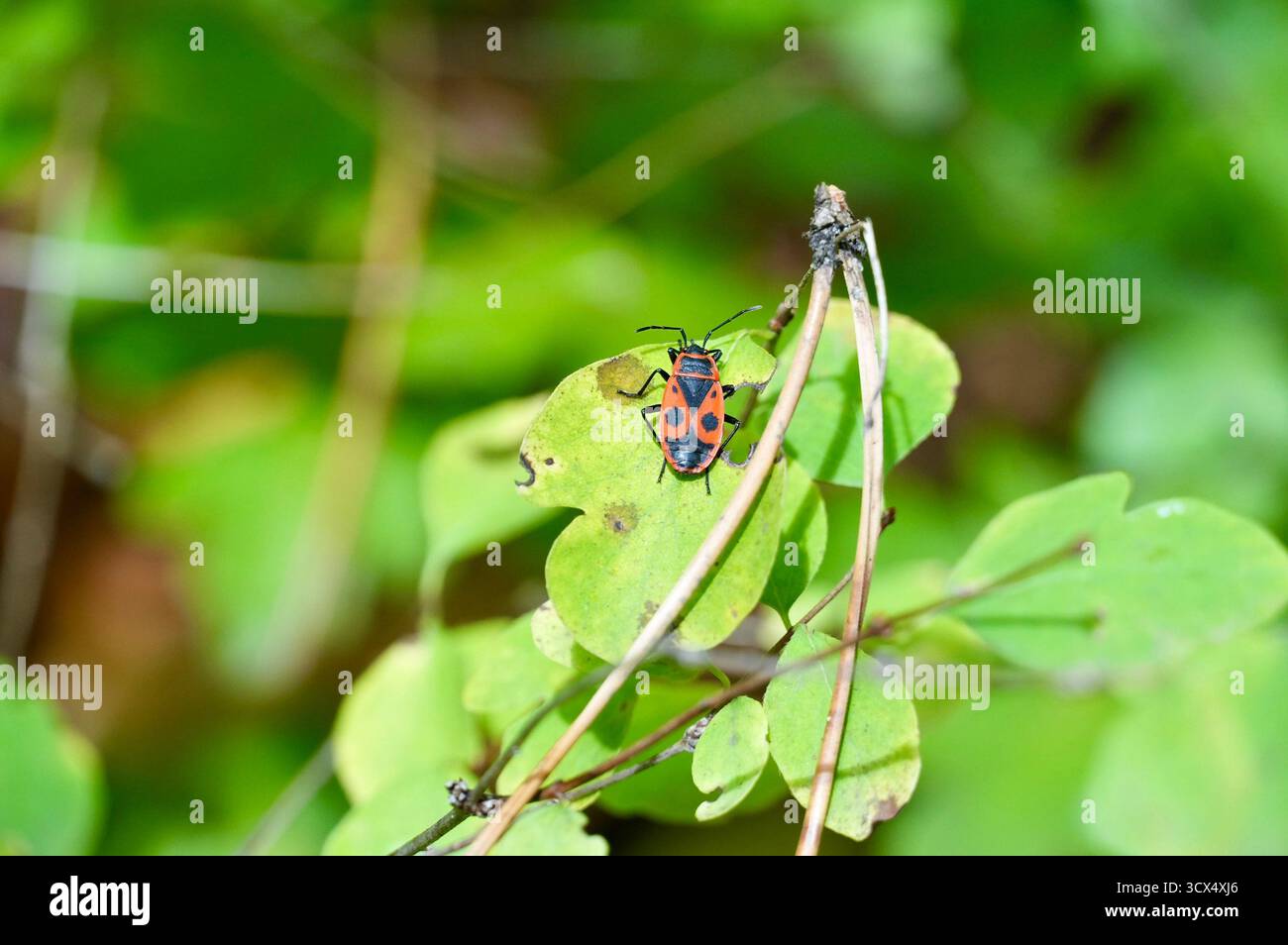 Un primo piano di un insetto rosso e nero su una foglia verde Foto Stock