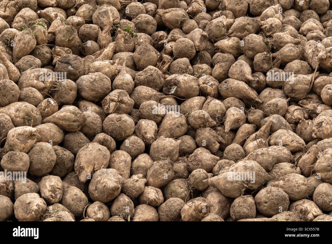 Una grande pila di barbabietole da zucchero appena raccolte si trova in un campo rurale Foto Stock