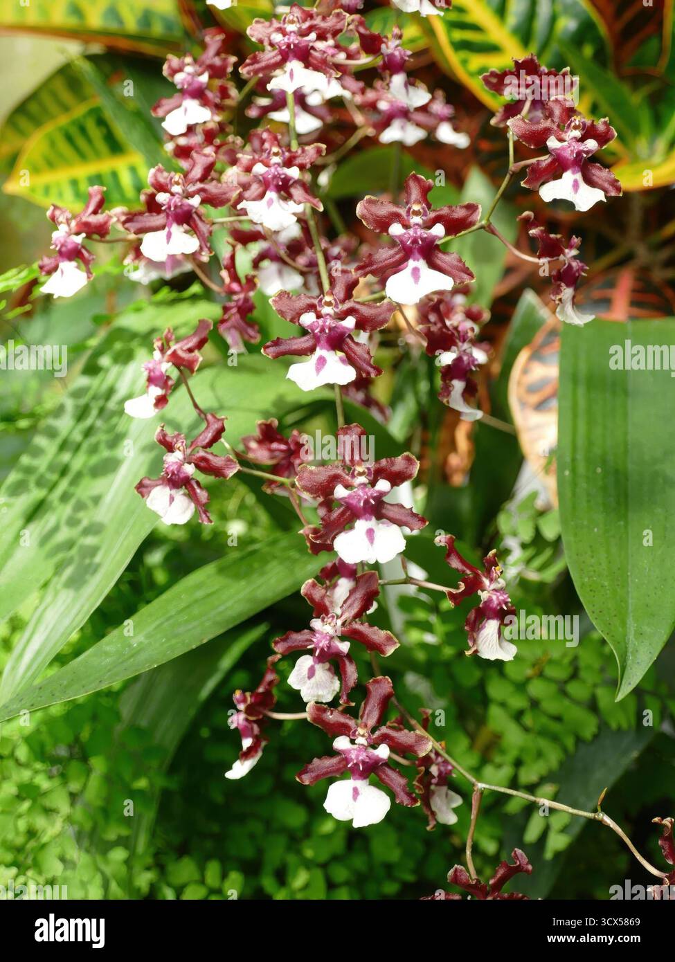 L'orchidea Sharry Baby in oncidio bianco Borgogna fiorisce vicino a lussureggianti piante tropicali all'interno della storica serra del Volunteer Park Conservatory di Seattle. , Vol Foto Stock