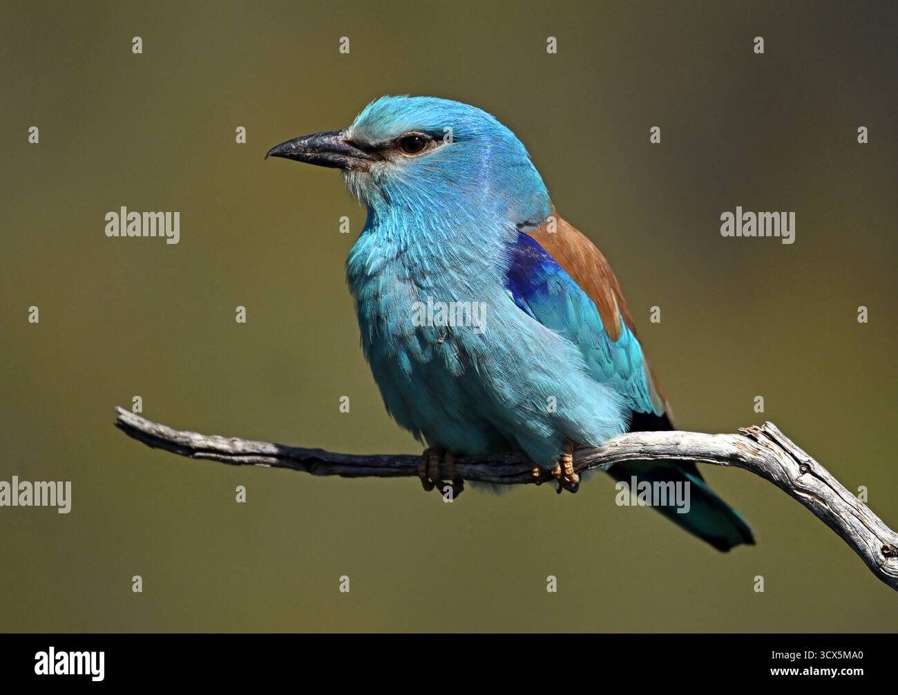 un bel rullo blu europeo Foto Stock