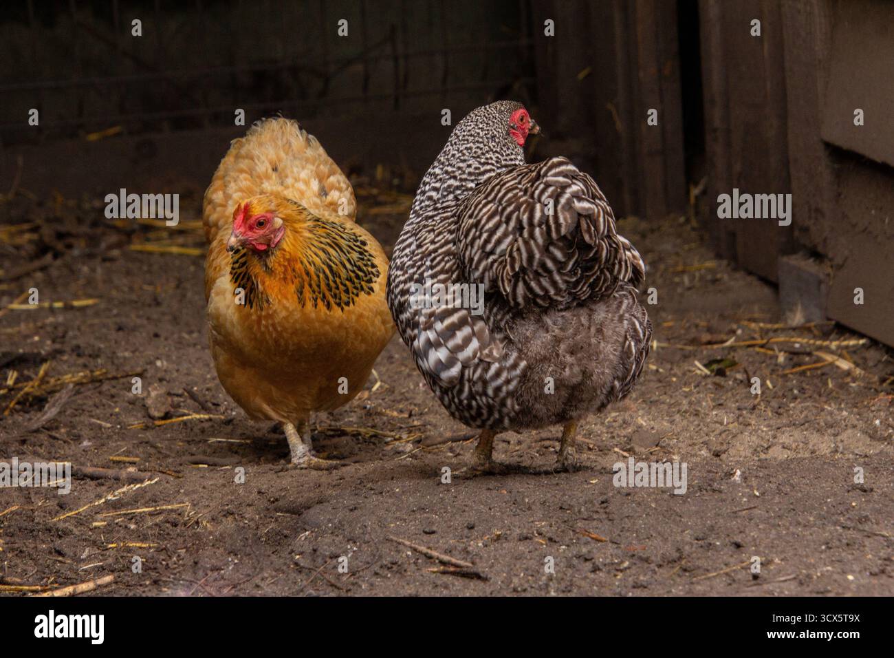 Due polli maran che ballano in giro, separati. Foto Stock