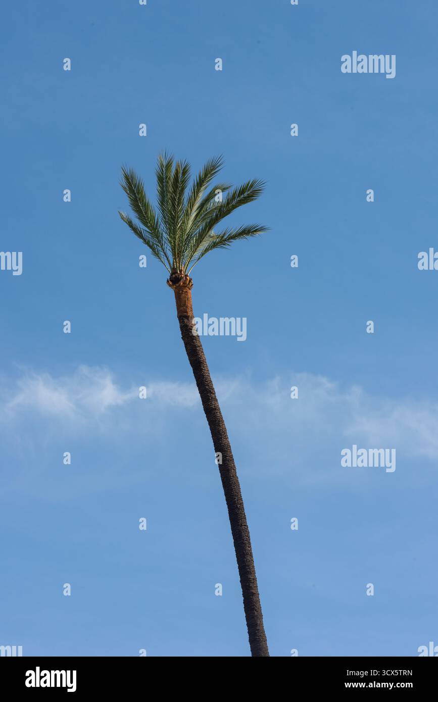 Una palma solitaria e rifilata di recente con fronde rivolte verso l'alto ondeggia nel vento con una linea leggera di nuvole sullo sfondo. Foto Stock
