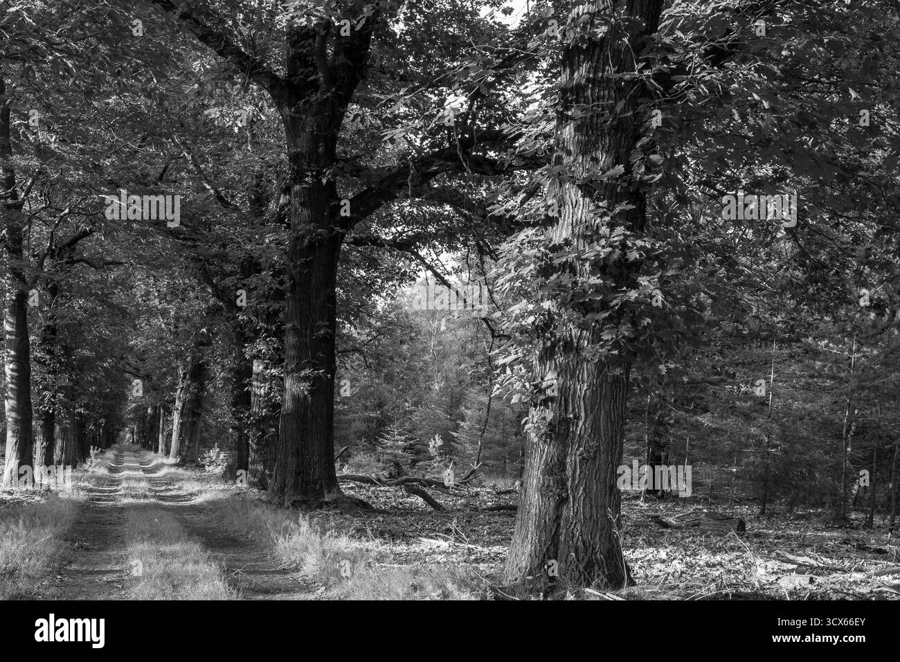 Foto di un percorso a tre vie nella foresta del Parco Nazionale Veluwe, nei Paesi Bassi. La foto è stata scattata durante l'ora d'oro di una sera d'estate Foto Stock