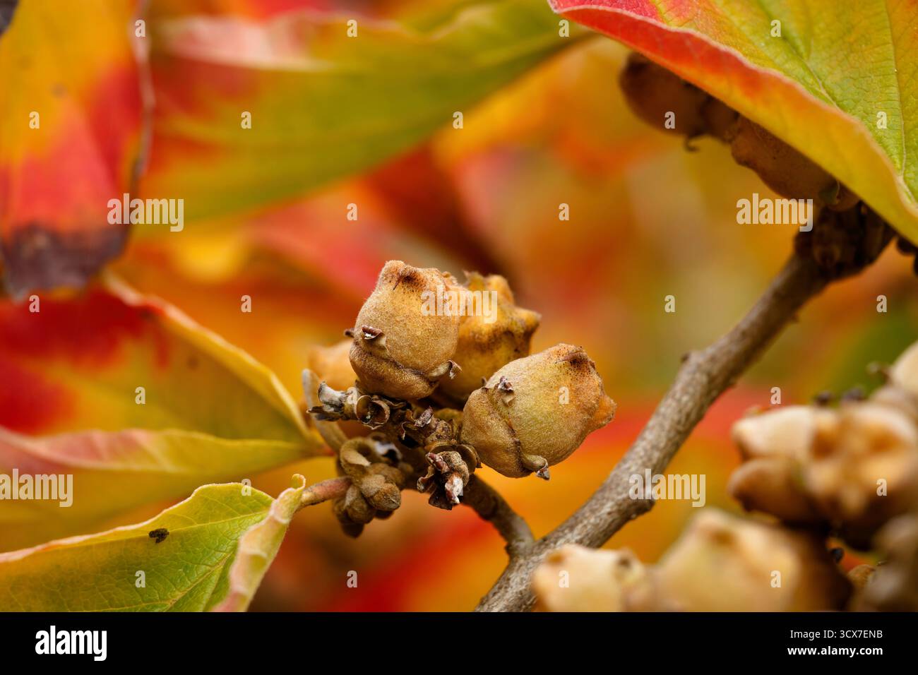 Primo piano di capsule di semi legnosi di Hazel (Hamamelis) contro i colori vivaci e ardenti del fogliame autunnale dell'albero in un parco di Colonia, Germania Foto Stock