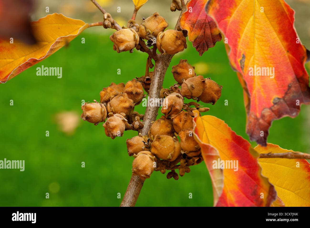 Primo piano di capsule di semi legnosi di Hazel (Hamamelis) contro i colori vivaci e ardenti del fogliame autunnale dell'albero in un parco di Colonia Foto Stock