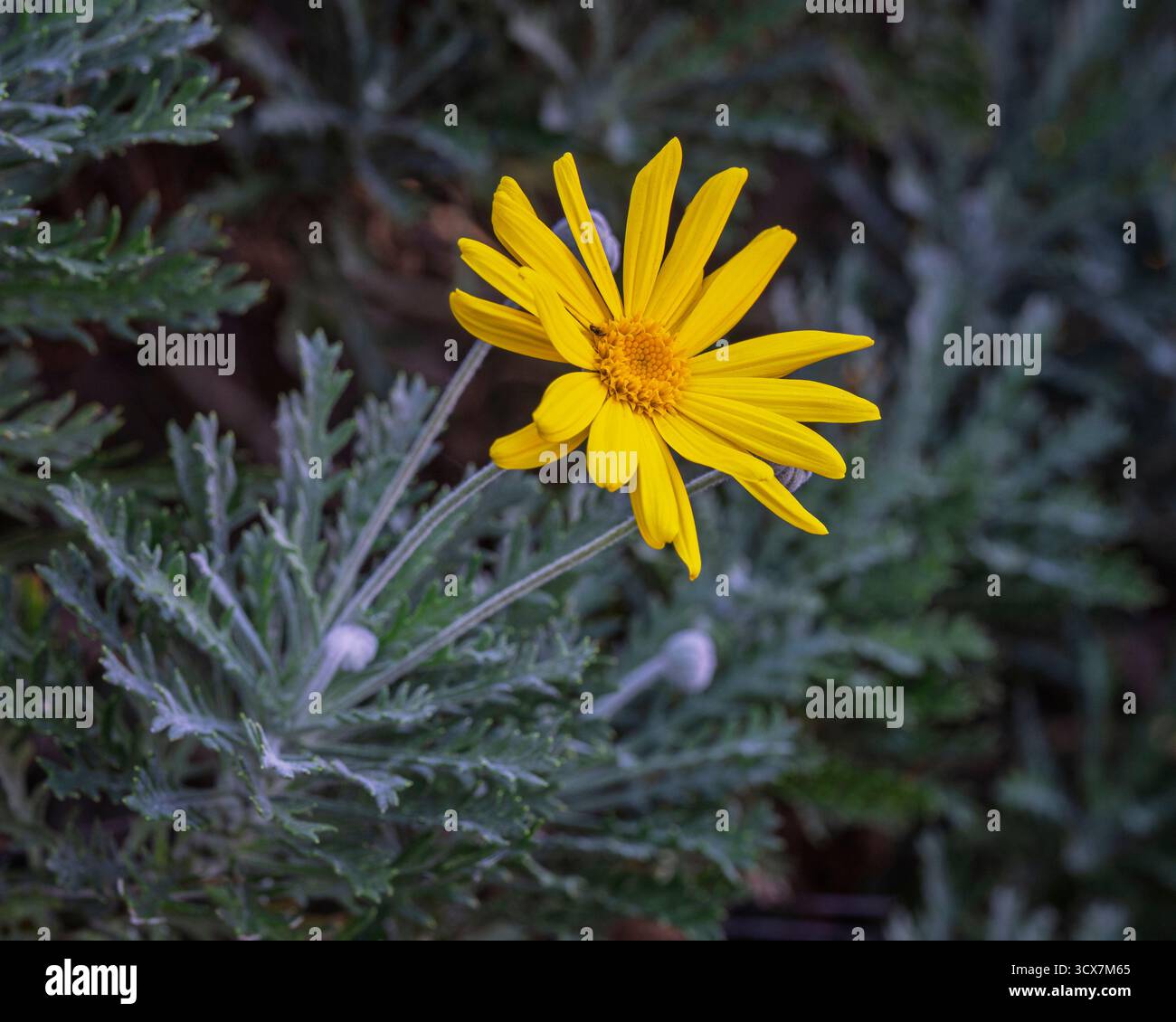 Vista ravvicinata del fiore arancione di euryops pectinatus, noto anche come euryops dalla foglia grigia che fiorisce all'aperto in giardino isolato su sfondo scuro Foto Stock