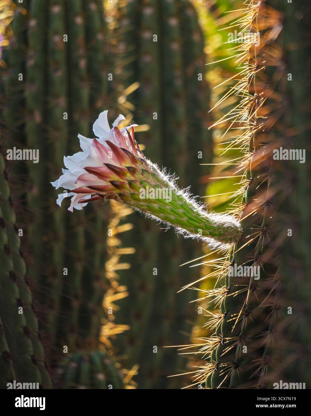 Vista laterale ravvicinata del fiorente fiore bianco di leucostele terscheckii, noto anche come cactus cardon grande o saguaro argentino in luce dorata Foto Stock